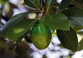 Four Diseases That You Can Cure Using Avocado Leaves