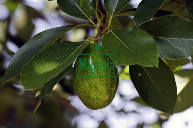 Four Diseases That You Can Cure Using Avocado Leaves Four Diseases That You Can Cure Using Avocado Leaves