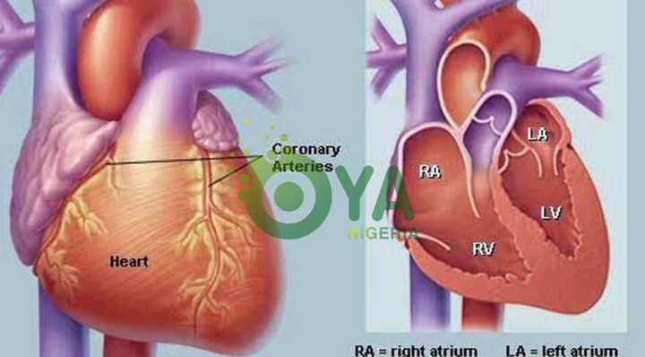 BREAKING: If Your Heart Is In Danger Your Body Will Give You These 11 Signs BREAKING: If Your Heart Is In Danger Your Body Will Give You These 11 Signs