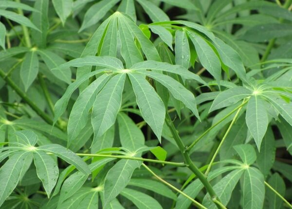 Boil Cassava Leaves And Ginger To treat Following 5 Diseases