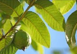 JUST IN: How to relieve weakness in bed using simply guava leaves