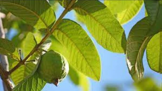 JUST IN: How to relieve weakness in bed using simply guava leaves JUST IN: How to relieve weakness in bed using simply guava leaves