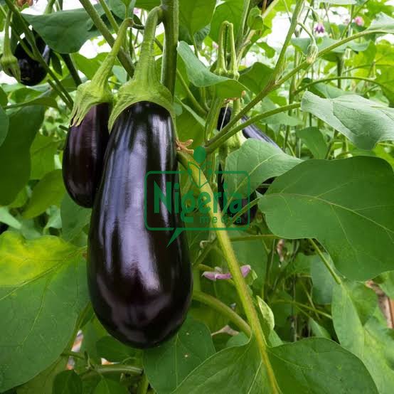 Cancer Kills, Eat This Common And Easy To Find Vegetable To Protect Yourself From It