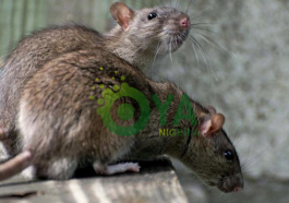 BREAKING: Deadly Diseases That Can Be Caused By Rats In Your House, Beware