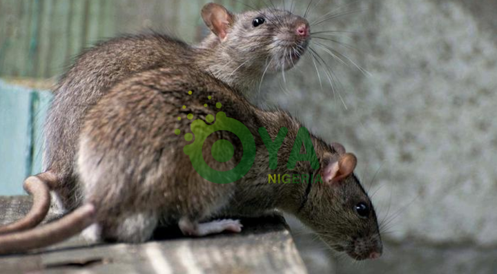 BREAKING: Deadly Diseases That Can Be Caused By Rats In Your House, Beware BREAKING: Deadly Diseases That Can Be Caused By Rats In Your House, Beware