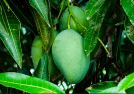 JUST IN: The Medicinal Benefits Of Mango Leaves You Should Know