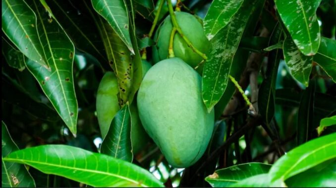 JUST IN: The Medicinal Benefits Of Mango Leaves You Should Know JUST IN: The Medicinal Benefits Of Mango Leaves You Should Know