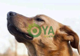 8 (eight) things dogs can sense before they happen