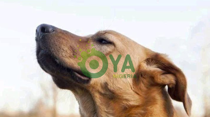 8 (eight) things dogs can sense before they happen 8 (eight) things dogs can sense before they happen