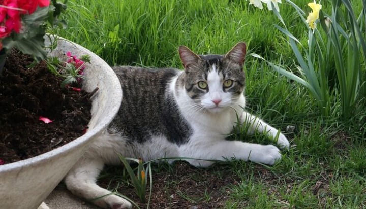 Following 7 Plants That Repel Cats And Keep Them Out Of Your Yard Following 7 Plants That Repel Cats And Keep Them Out Of Your Yard