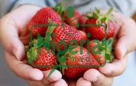 Following 5 Best Sugar-Free Foods You Should Eat More Often