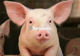 5 list of Major Reasons Why Muslims Do Not Eat Pork