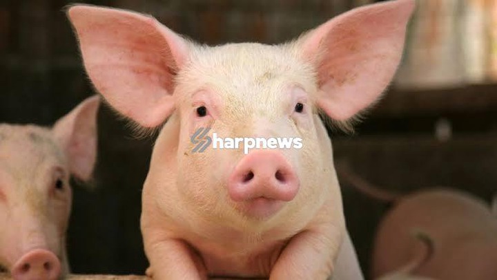 5 list of Major Reasons Why Muslims Do Not Eat Pork