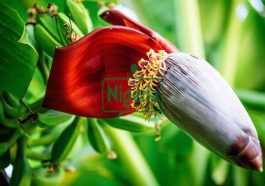 Use Banana Flowers Protect Yourself From Following Conditions