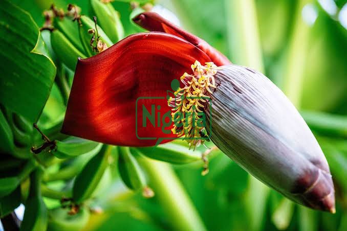 Use Banana Flowers Protect Yourself From Following Conditions