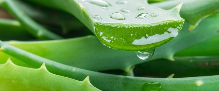 Four Natural Ways To Get Rid Of Whiteheads On The Nose Four Natural Ways To Get Rid Of Whiteheads On The Nose