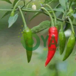 BREAKING: Here Are 5 Things That Happen To Your Body Once You Eat Chillies
