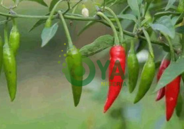 BREAKING: Here Are 5 Things That Happen To Your Body Once You Eat Chillies