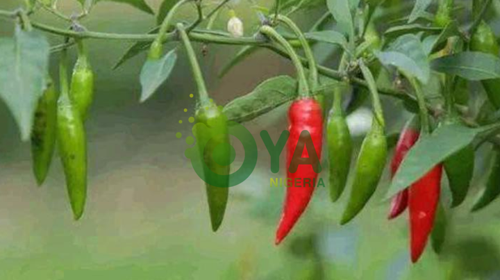 BREAKING: Here Are 5 Things That Happen To Your Body Once You Eat Chillies BREAKING: Here Are 5 Things That Happen To Your Body Once You Eat Chillies