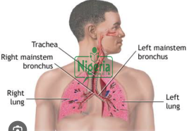JUST IN: Your Lungs Are Not In Good Condition If You Experience The Following