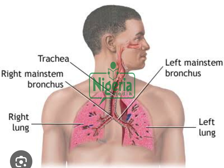 JUST IN: Your Lungs Are Not In Good Condition If You Experience The Following JUST IN: Your Lungs Are Not In Good Condition If You Experience The Following