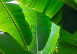 BREAKING: Use Banana Leaves To Cure The Following Health Conditions