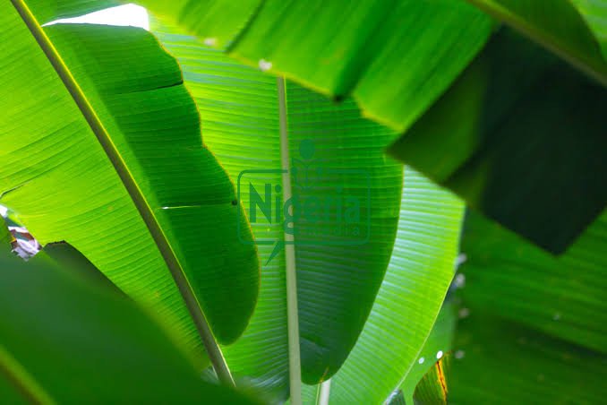 BREAKING: Use Banana Leaves To Cure The Following Health Conditions