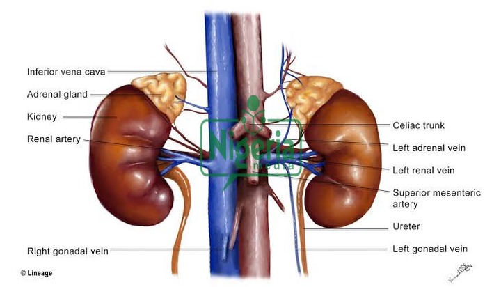 BREAKING: How To Cleanse Your Kidney In 5 Minutes Using This Natural Drink
