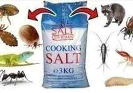 How To Use Salt To Completely get Rid of Cockroaches, Rats and Bedbugs