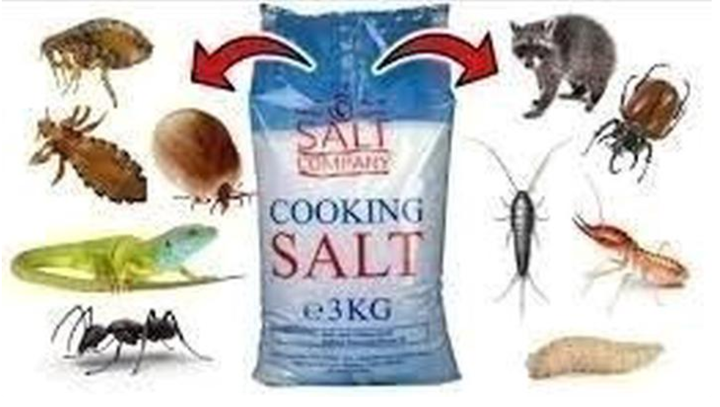How To Use Salt To Completely get Rid of Cockroaches, Rats and Bedbugs How To Use Salt To Completely get Rid of Cockroaches, Rats and Bedbugs