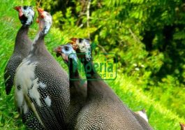 Following 7 Amazing Benefits Of Keeping Guinea Fowls At Your Home