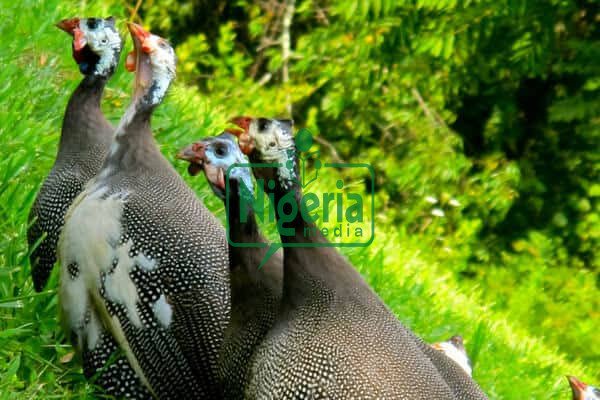 Following 7 Amazing Benefits Of Keeping Guinea Fowls At Your Home
