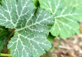 How To Eat Pumpkin Leaves For Health