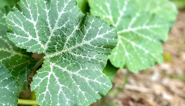 How To Eat Pumpkin Leaves For Health