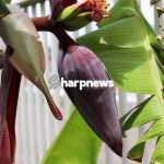 JUST IN: Benefits Of Drinking Boiled Banana Water Fowers