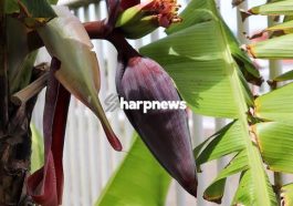JUST IN: Benefits Of Drinking Boiled Banana Water Fowers