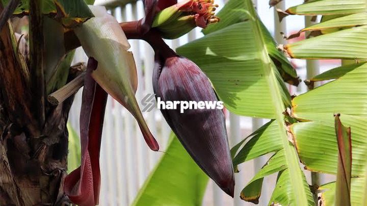 JUST IN: Benefits Of Drinking Boiled Banana Water Fowers