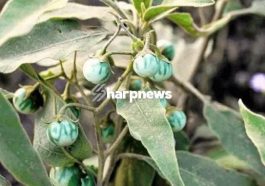 HEALTH: You Will Forget Asthma, Stomach Ulcers and Diabetes With these herbal remedy