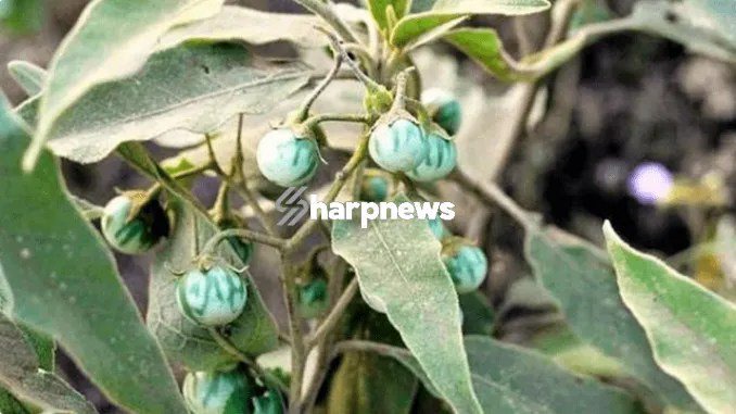 HEALTH: You Will Forget Asthma, Stomach Ulcers and Diabetes With these herbal remedy HEALTH: You Will Forget Asthma, Stomach Ulcers and Diabetes With these herbal remedy