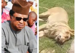 Senator Shehu Sani reacts after Lion an Arab man bought with his money, killed him after few weeks
