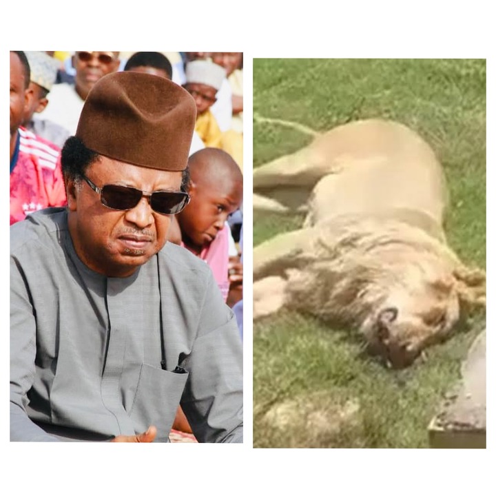 Senator Shehu Sani reacts after Lion an Arab man bought with his money, killed him after few weeks Senator Shehu Sani reacts after Lion an Arab man bought with his money, killed him after few weeks